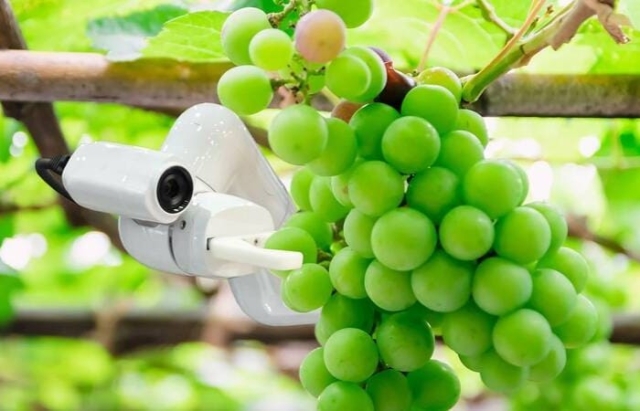 Подсчёт винограда по гиперспектральным данным для оценки урожайности