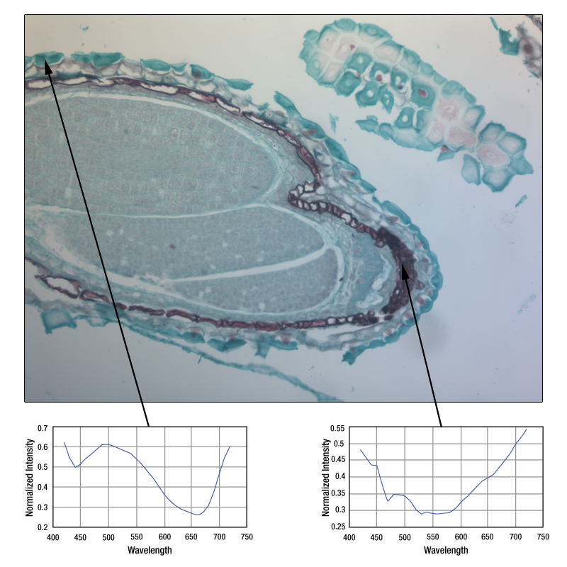 Спектры разных пикселей гиперспектрального изображения